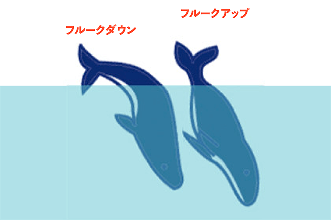 クジラの行動パターン