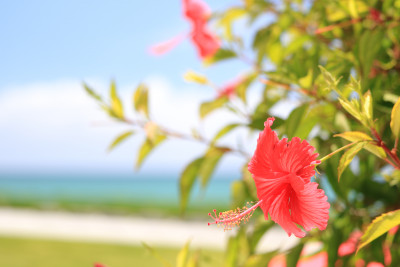 8/7は「花の日」今が見頃！夏に咲く沖縄の花々をご紹介！