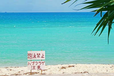 触っちゃダメ！沖縄の海のキケンな生物