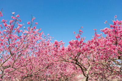 今が見頃！秋・冬に咲く沖縄の花々をご紹介！