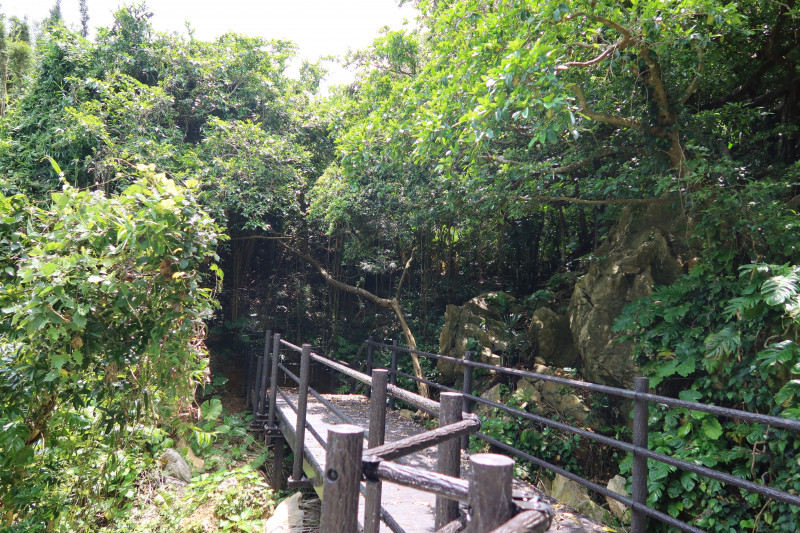 コーキ原カジュマル群落遊歩道