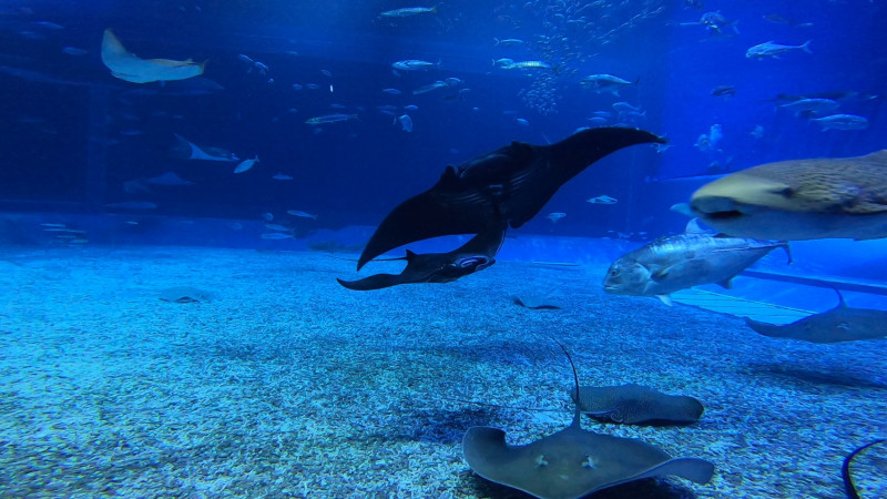 国営沖縄記念公園（海洋博公園）・沖縄美ら海水族館