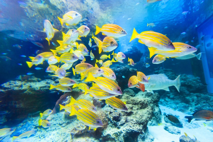 国営沖縄記念公園（海洋博公園）・沖縄美ら海水族館