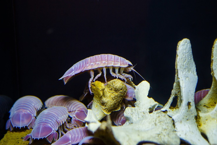 国営沖縄記念公園（海洋博公園）・沖縄美ら海水族館