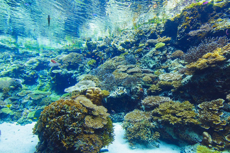 国営沖縄記念公園（海洋博公園）・沖縄美ら海水族館