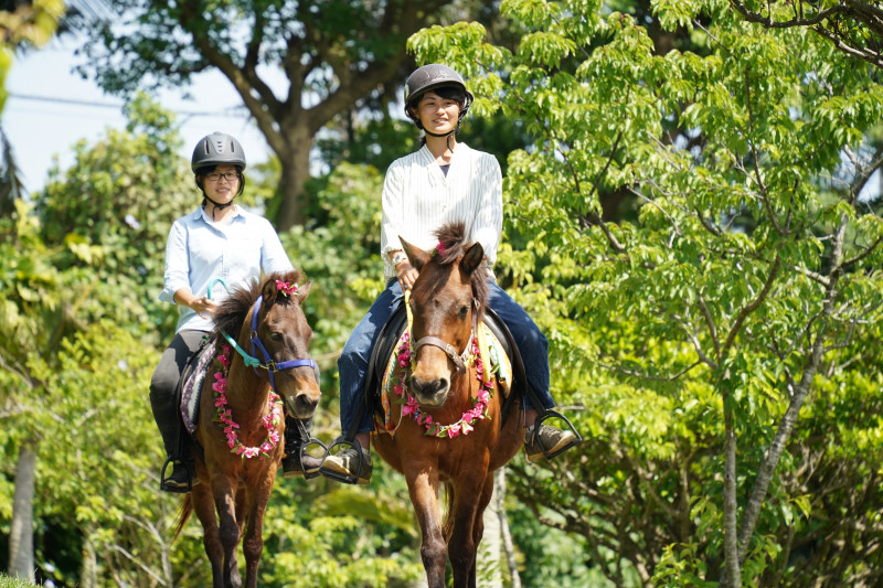 土日祝日限定、ヨナグニウマ乗馬体験