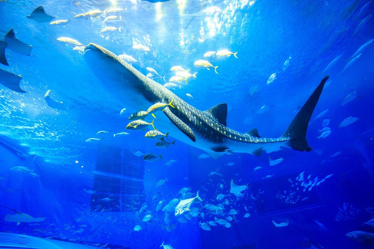 海洋博公園・沖縄美ら海水族館