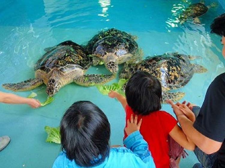 久米島ウミガメ館