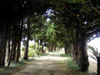 塩川御嶽の植物群並びにフクギ並木（県指定天然記念物）