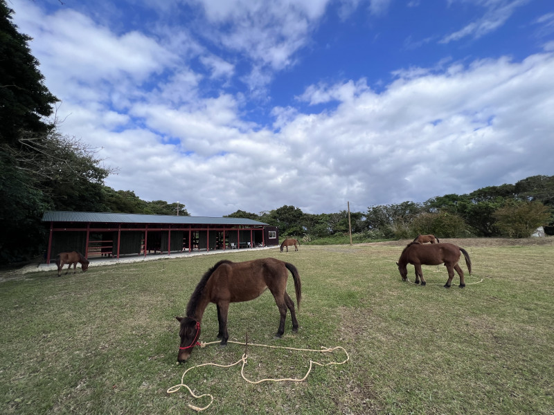 ヨナグニウマと遊べる厩舎