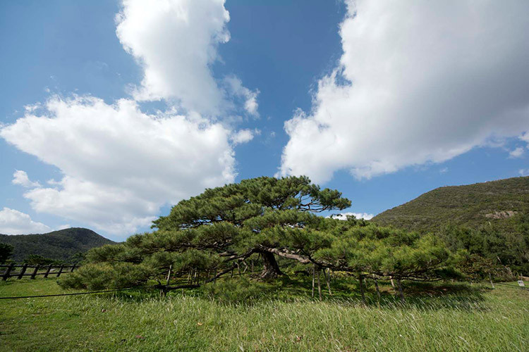 伊平屋島の念頭平松