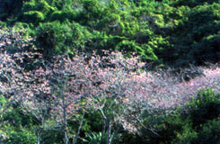 田港御願の植物群落