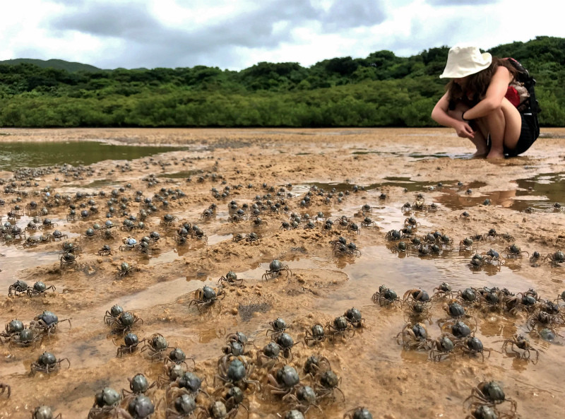 干潟で生き物観察