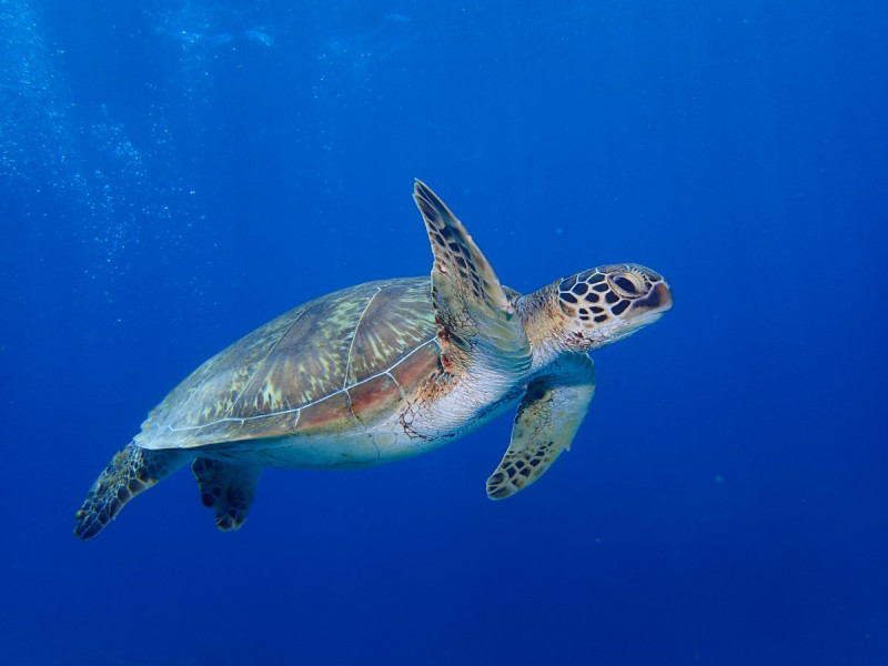 大人気のウミガメ！ケラマの海には多く住みついています