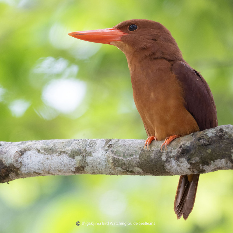 リュウキュウアカショウビン