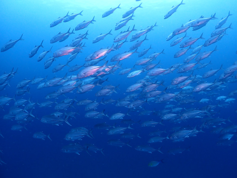 回遊魚系のポイントも大得意！！　状況に応じてドリフトダイビングも！