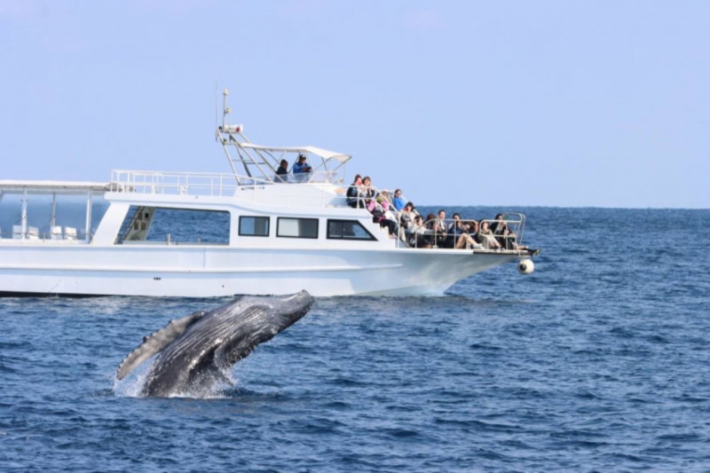 ホエールウォッチング専用の大型クルーザーで出港🚢