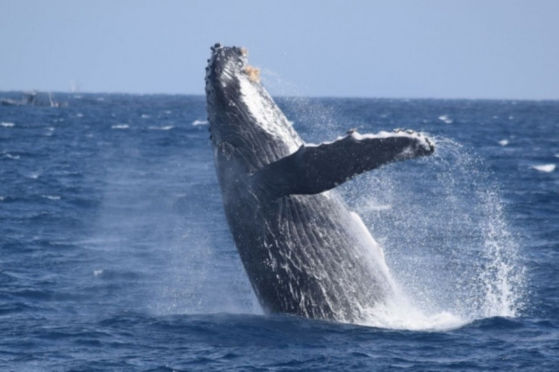 遭遇率99%！！ザトウクジラに会いに行こう🐋