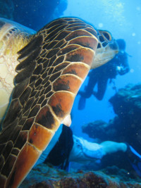 ダイバーに人気の生き物に会いに行こう