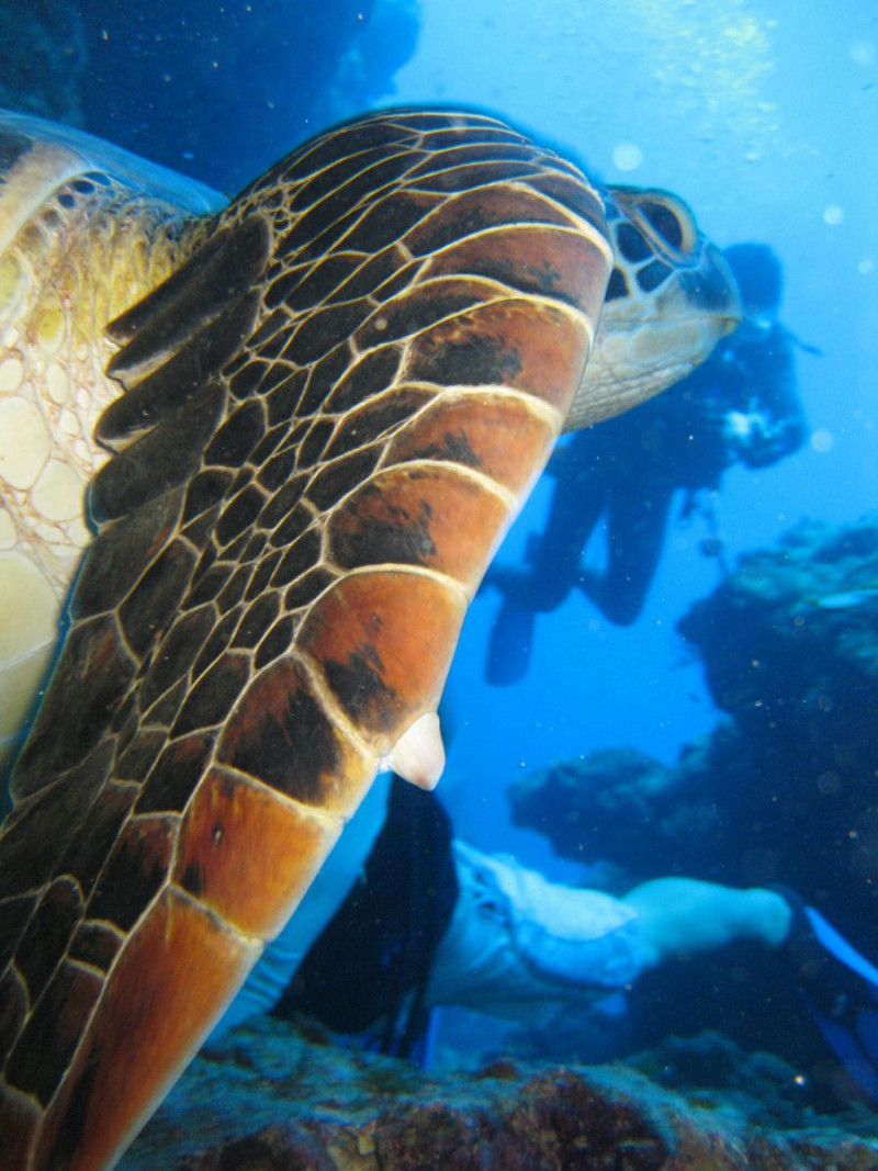 ダイバーに人気の生き物に会いに行こう