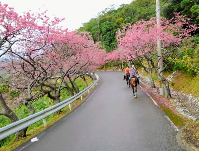 1,2月は、乙羽岳や八重岳へお花見乗馬！