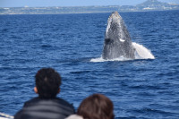 1月から3月はザトウクジラさんを見に来てね！！