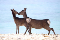 阿嘉島だけに見られるケラマジカ