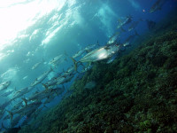 イソマグロの群れ（粟国島）