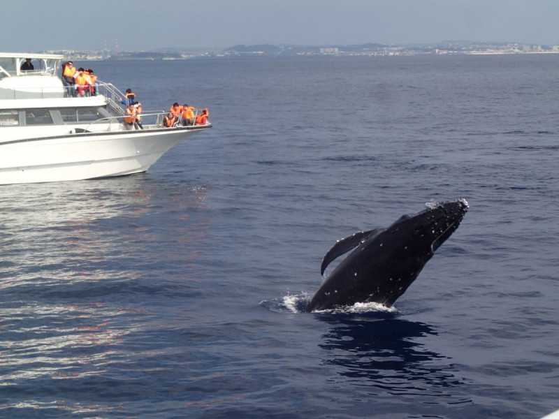 子供クジラが多く見ることが出来ます