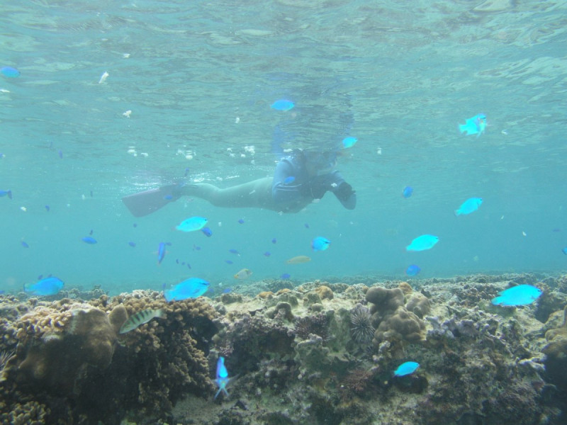 浅瀬でも魚いっぱい