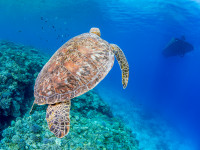 水納島のアオウミガメ