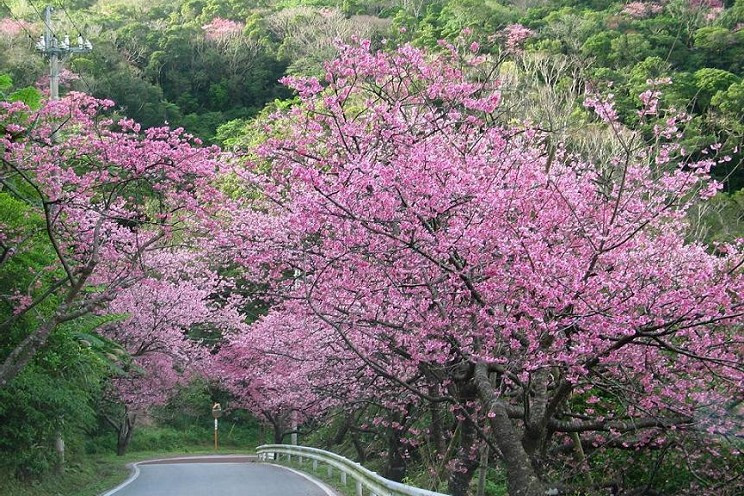 第46回 もとぶ八重岳桜まつり