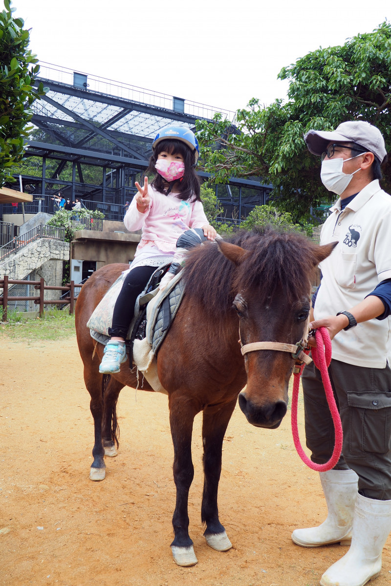 在来馬による乗馬体験など各種体験プログラムを実施しています