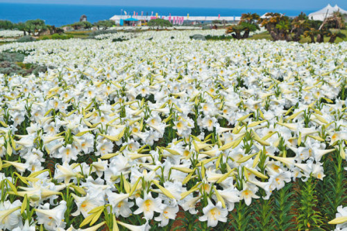 第26回 伊江島ゆり祭り