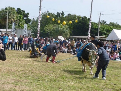 【開催延期】黒島牛まつり