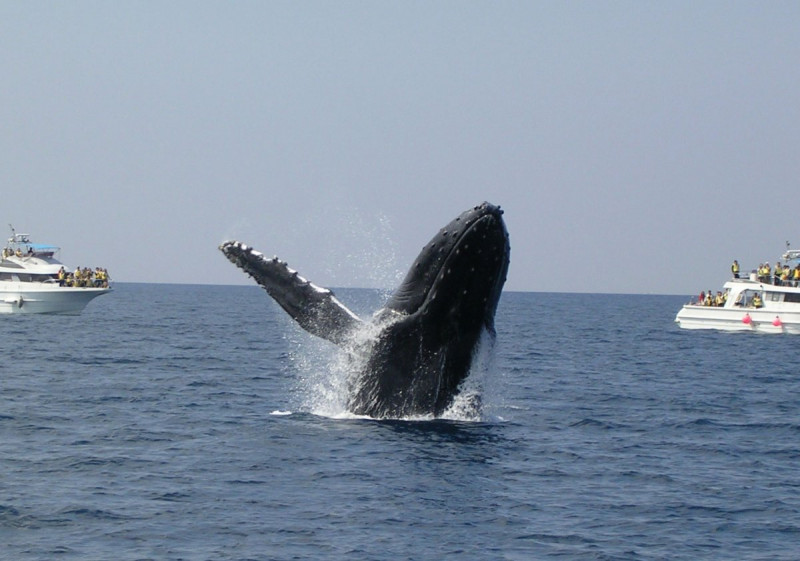 クジラのブリーチ