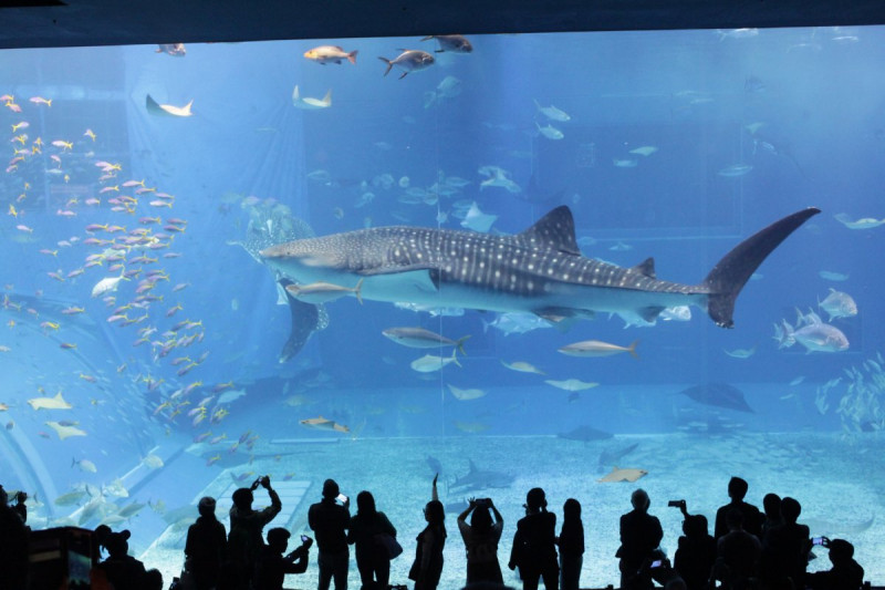 沖縄美ら海水族館