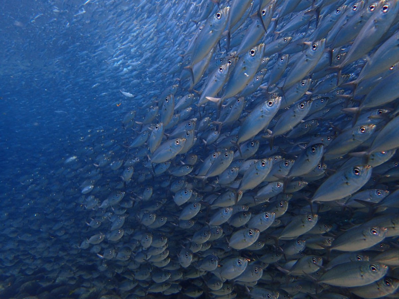 何万匹という魚群が目の前に現れることも・・・