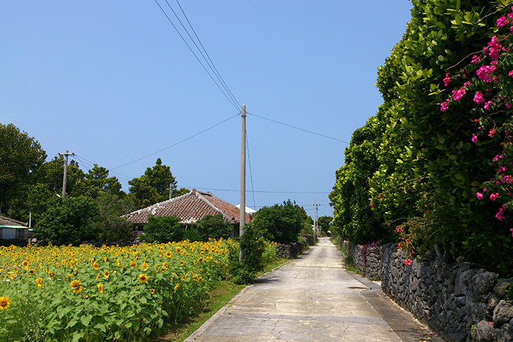 写真提供：いぜな島観光協会