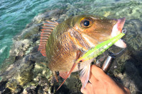 宮古島ならではのお魚が釣れます。