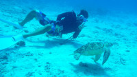 水納島でカメと一緒にダイビング♪