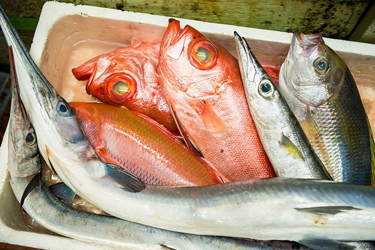 朝セリで仕入れた新鮮な魚