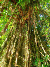 ★沖縄ならではの植物、生物が盛りだくさん★