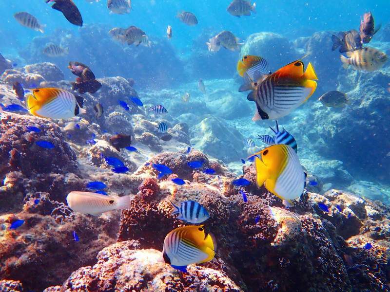 まるで水族館の中に入ったようにカラフルで可愛いお魚が沢山♪