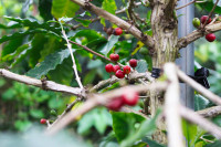 MATAYOSHI COFFEE FARM（又吉コーヒー園）