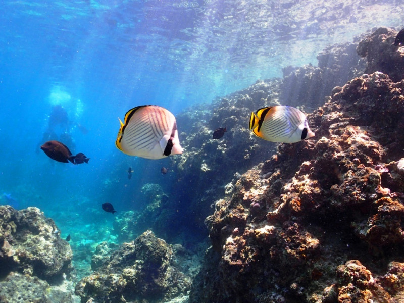 熱帯魚が沢山！！