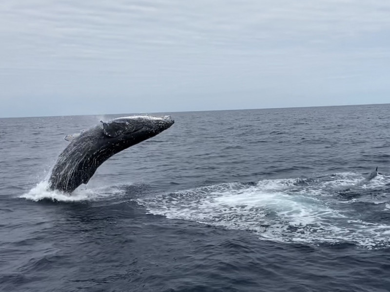 ザトウクジラのジャンプ「ブリーチ」が見られることも