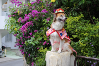 愛しの看板犬ナーナー