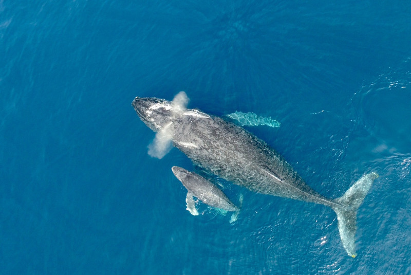 親子クジラに出会えるかも♪