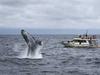 クジラのジャンプ